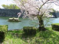 Ciliegio in fiore, Osaka 2017  Andrea Bonomi